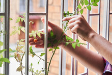 Crop Woman Touching Small Tomato Growing On Plant At Window