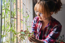 Woman Touching Small Tomato Growing On Plant At Window