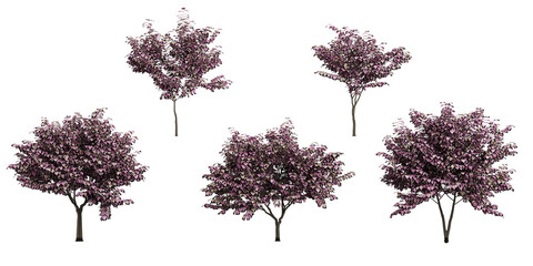 Wall Mural - Collection of Cercis canadensisi,'Forest pansy (Redbud) on isolated transparent background