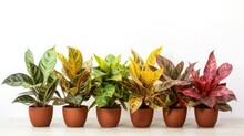 Plant Varied Variegated Small Croton Isolated On White Background 