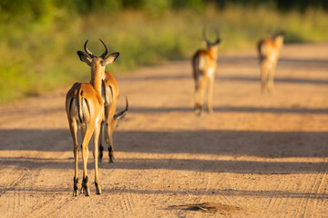 Wall Mural - Impala glowing in early morning sunrise in natural African bushland habitat