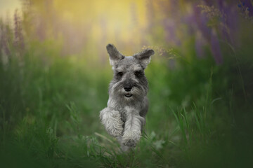 Wall Mural - small schnauzer dog running portrait in summer lupine field