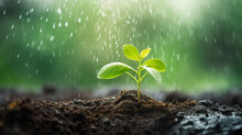 Small Fresh Plant Growing On The Ground In The Rain With Nature Bokeh Background.Carbon Credit Concept.Carbon Offsets,Reforestation Carbon Credits,Tree Planting Concept.World Soil Day Concept.