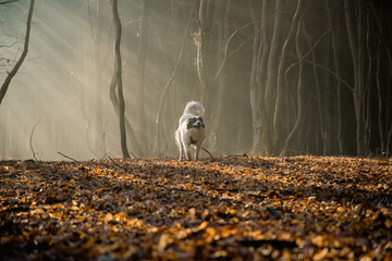 Canvas Print - happy white dog playing in foggy forest in late autumn