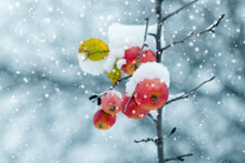 Winter Garden With Snow-covered Red Apples On A Tree During A Snowfall
