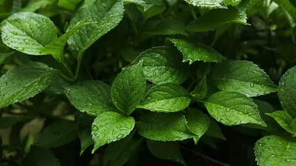 Wall Mural - Raindrops on green nature leaves in the summer garden. High quality FullHD footage