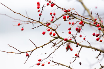 Wall Mural - Hawthorn branch with red berries on a light background
