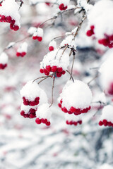 Wall Mural - Snow-covered viburnum bush with red berries in winter