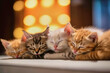 Group of lazy sweet sleeping diverse kittens