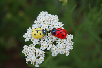 Poster - Two toy ladybugs on yarrow. Beautiful wildflowers.