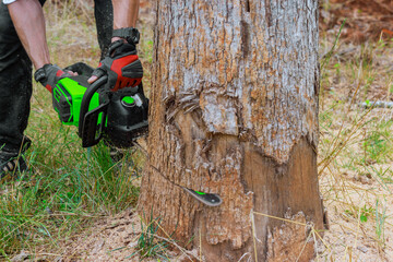 Canvas Print - In forest clearing, woodcutter could be seen using chainsaw to cut through wood