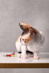 Wall Mural - cornish rex kitten on grey background	
