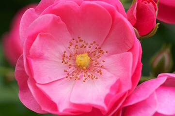 Canvas Print - Beautiful wild rose close-up. Natural background.