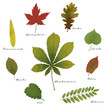 Collection of beautifully illustrated leaves. Decorative set of colorful oak, walnut and acorn leaves for decoration, banner, or educational content. High-quality illustration.