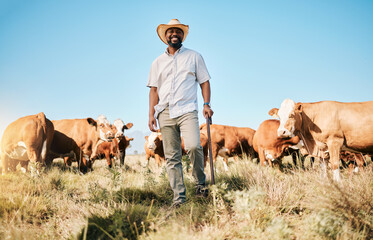 Wall Mural - Happy black man, portrait and animals in farming, agriculture or sustainability in the countryside. African male person smile with natural cattle, live stock or cow herd on farm or field at the barn