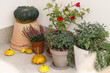 Autumn pumpkins, pots with chrysanthemums and heather close up at wooden front door. Stylish autumnal decor of farmhouse entrance or porch. Fall arrangement