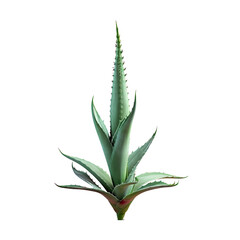 Sticker - Aloe plant against transparent background