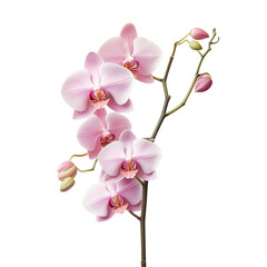 Wall Mural - orchid of a pink color