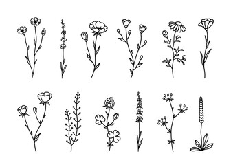 Wall Mural - Wild flowers, herbs, plants vector floral set