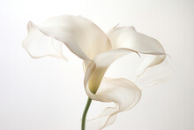 Calla Nature Lily Beauty Blossom Botany Wedding Flora Elegance Flower Plant White