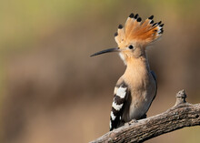 Eurasian Hoopoe, Upupa Epops. A Bird Sits On A Beautiful Branch, Opened Its Crest
