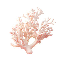 transparent background with lovely branches of white Sango coral Sea creatures mollusks corals and ecology