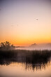 golden sunrise over the river with tree and reeds in mist at summer morning