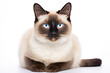 Siamese Snowshoe cat isolated on white background