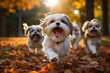 Cute funny shih tzu dogs group running and playing on green grass in park in autumns