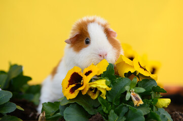 Wall Mural - cute teddy guinea pig posing with blooming yellow flowers