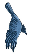 Flying Blue Jay Bird Illustration Hand Drawn With Colored Pencils Winter Bird In Flight With Open Wings Isolated Design Element Sticker