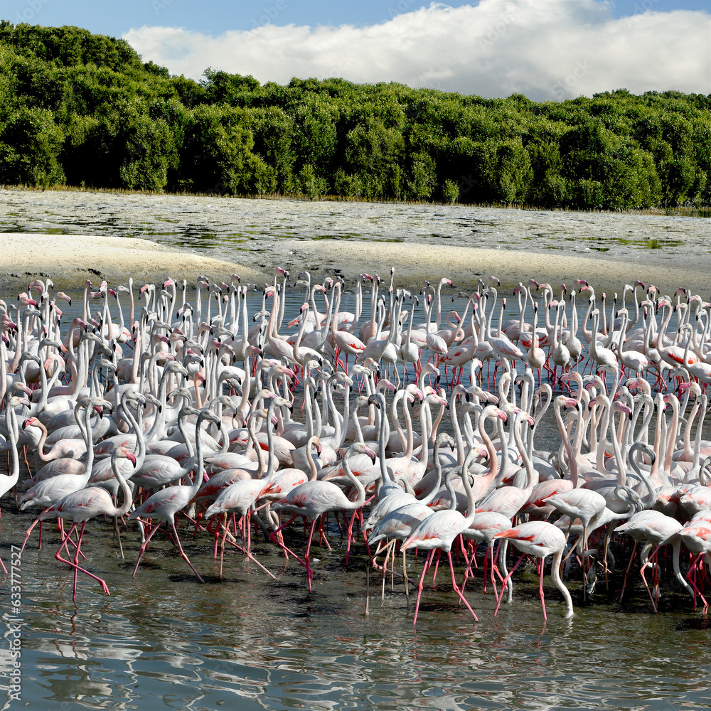 Bird Rass Ras Al Khor Wildlife Sanctuary is a wetland reserve., Dubai, renowned ...
