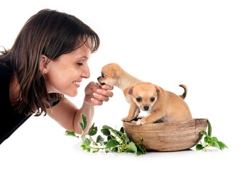 Canvas Print - chihuahuas and woman in studio