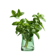 Mint in the vase transparent background