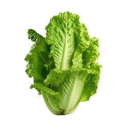 Sticker - Lettuce vegetable photo