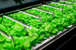 Leinwandbild Motiv Vegetables growing in indoor farm, Hydroponic vegetable farm