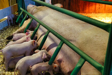 A Group Of Piglets Suckling From A Mother Pig