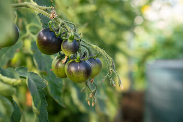 Aufkleber - A lot of green tomatoes on a bush in a greenhouse. Tomato plants in greenhouse. Green tomatoes plantation. Organic farming, young tomato plants growth in greenhouse.