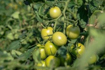 Aufkleber - A lot of green tomatoes on a bush in a greenhouse. Tomato plants in greenhouse. Green tomatoes plantation. Organic farming, young tomato plants growth in greenhouse.
