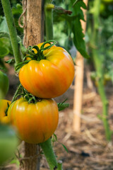 Aufkleber - Red, ripe and green large tomatoes on a bush in a greenhouse. Tomatoes in a greenhouse. Plantation of tomatoes. Organic farming, growth of young tomato plants in a greenhouse.
