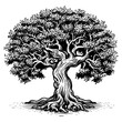 olive tree woodcut engraved style drawing vector for oil label.