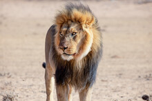 Lions In The Kgalagadi Transfrontier Park, South Africa