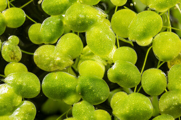 Wall Mural - Lemna minor - free-floating aquatic plants (common name duckweed)