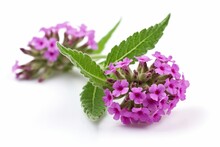 Verbena Flower Isolated On White Background.