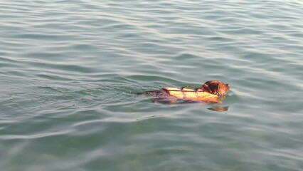 Poster - Dog swimming in water wearing orange swimming vest.