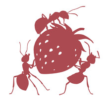 Illustration Of Worker Ants Liking Strawberries.