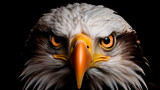 bald bald eagle portrait on black background