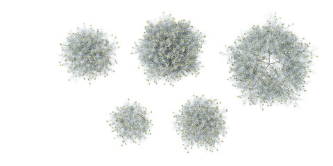 set of  Leucophyta trees rendered from the top view, 3D illustration, for digital composition, illustration, 2D plans, architecture visualization