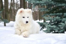 Big White Sad Dog Samoyed Lay On Snow At Winter Cold Day 