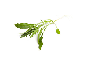 Wall Mural - Fresh arugula or rucola leaf vegetable isolated on white background. Garden rocket salad greens. Arugula - leafy greens with a distinctive aroma
